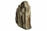 Polished, Petrified Wood (Metasequoia) Stand Up - Oregon #193753-1